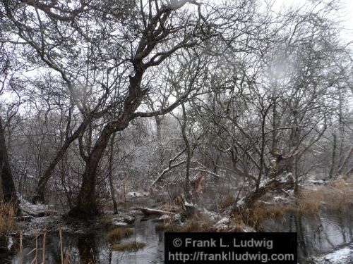 Winter at Doorly Park